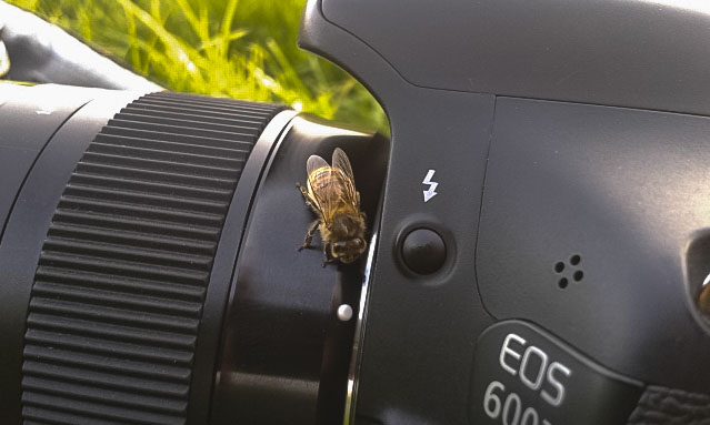 A honey bee is sitting on the lens enclosure of a Canon EOS 600D camera.