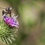 Closeup of a bee sitting on top of a thistle flower in front of a very blurred green background.