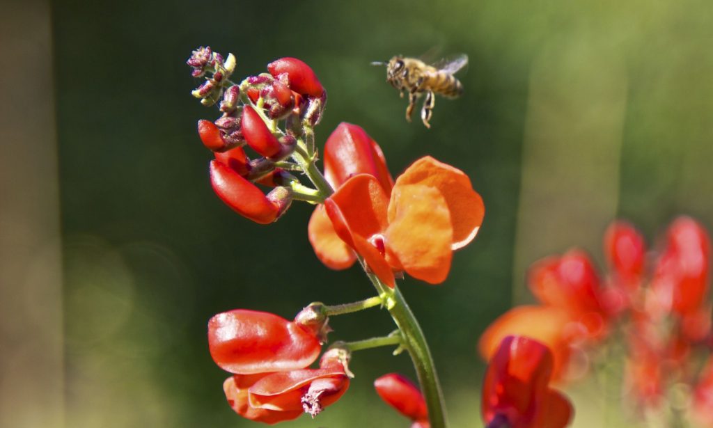 A honey bee is approaching a scarlet runner bean flower in front of a blurred green background.