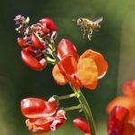 A honey bee is approaching a scarlet runner bean flower in front of a blurred green background.