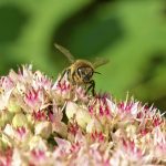 Closeup of a bee sitting on top of a white and pink flower in front of a blurred green background.