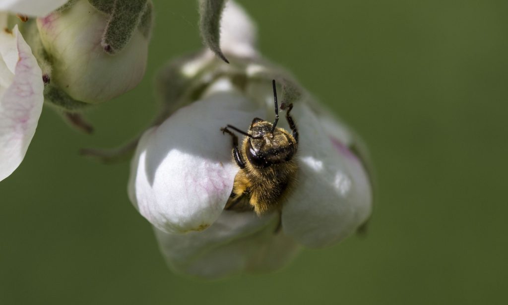 A honey bee is emerging from the inside of an apple flower.