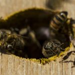 Several honey bees emerging from a circular hole in their hive.