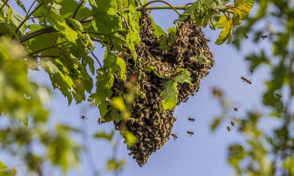 A swarm of bees has formed a heart shape while hanging off a tree branch.
